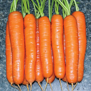 Carrot Seeds