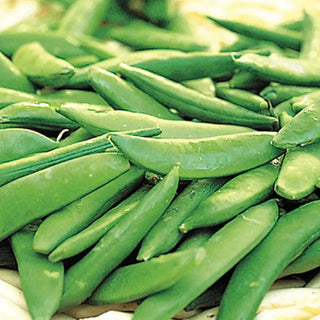 Pea Seeds
