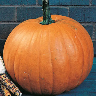 Pumpkin Seeds
