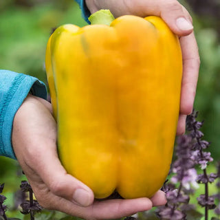 Annual Vegetable Plants