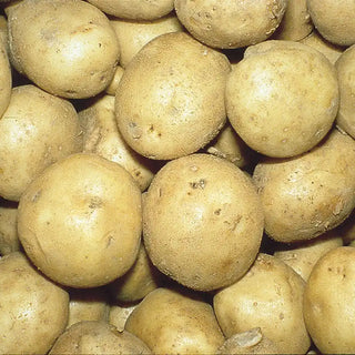 Kennebec Potato