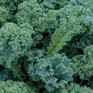 Kale Seeds