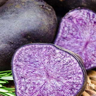 Purple Majesty Potato