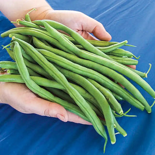 Beans