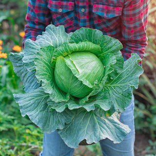 Cabbage Seeds