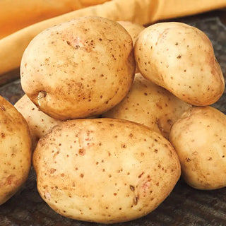 Carola Potato