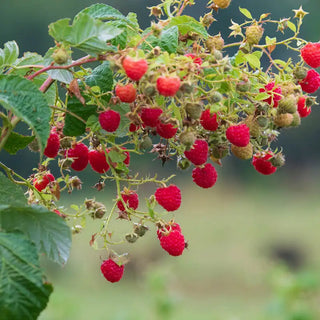 Crimson Blush Raspberry
