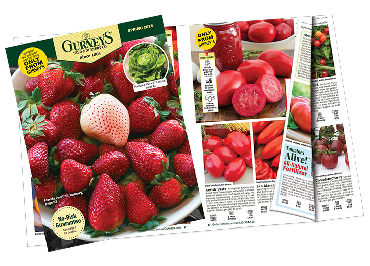 Digital Catalog Gurneys